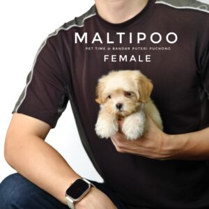 Maltipoo puppies for sale in malaysia