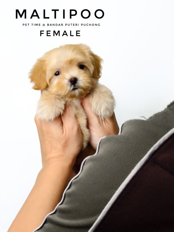 Maltipoo puppies for sale in malaysia