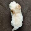 Maltipoo puppies for sale in malaysia