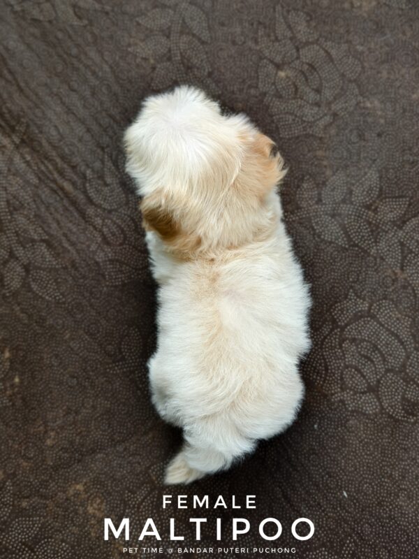 Maltipoo puppies for sale in malaysia