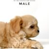 Maltipoo puppies for sale in malaysia