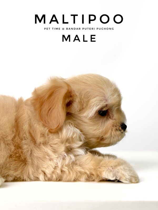 Maltipoo puppies for sale in malaysia