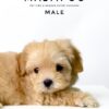 Maltipoo puppies for sale in malaysia