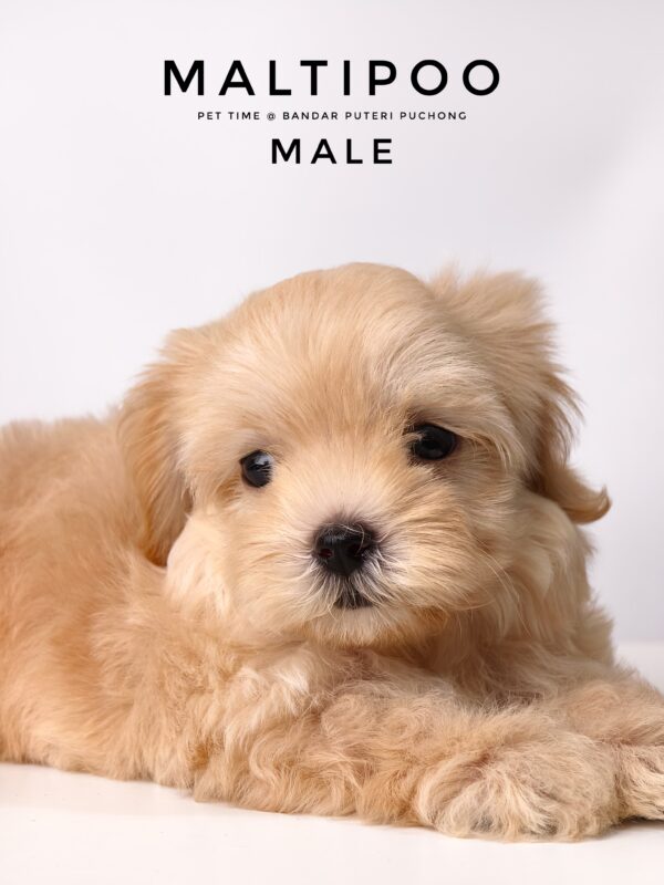 Maltipoo puppies for sale in malaysia