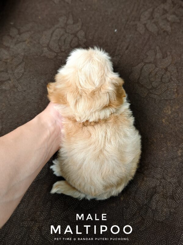 Maltipoo puppies for sale in malaysia