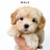 Maltipoo puppies for sale in malaysia