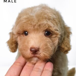 Maltipoo puppies for sale in malaysia