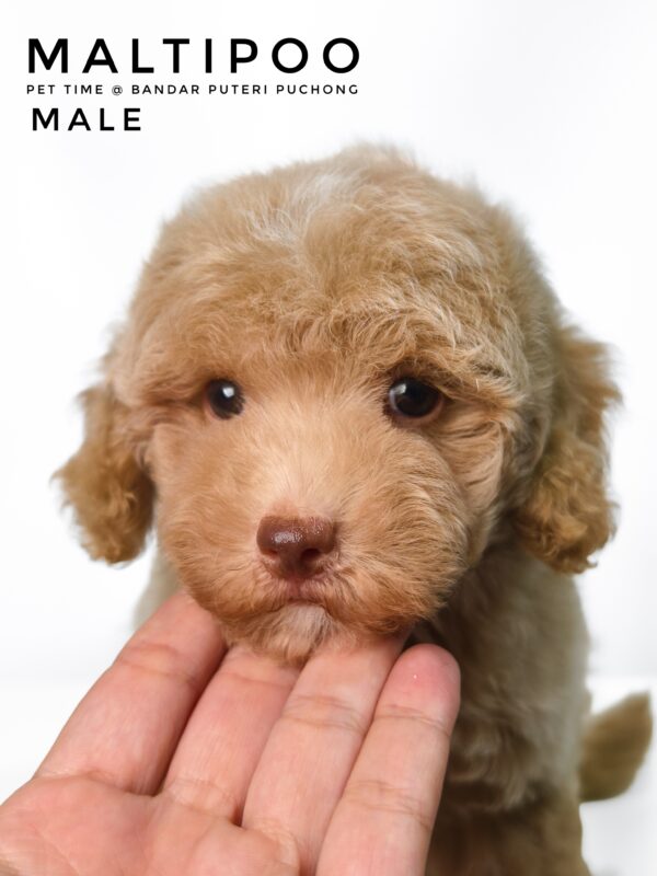 Maltipoo puppies for sale in malaysia