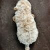 Maltipoo puppies for sale in malaysia