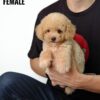 Maltipoo puppies for sale in malaysia