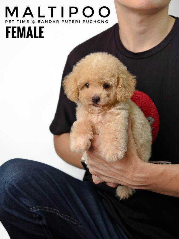 Maltipoo puppies for sale in malaysia