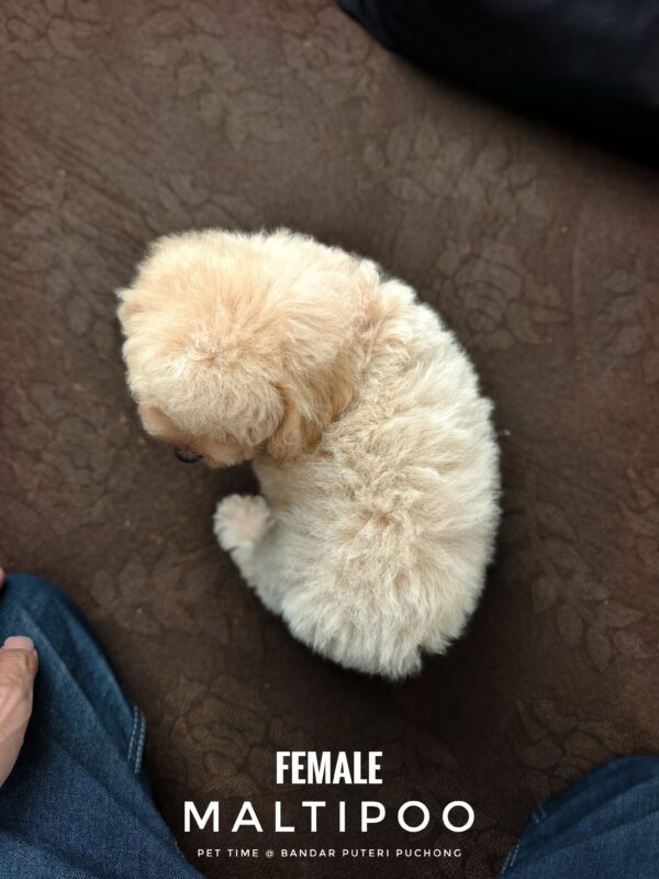 Maltipoo puppies for sale in malaysia