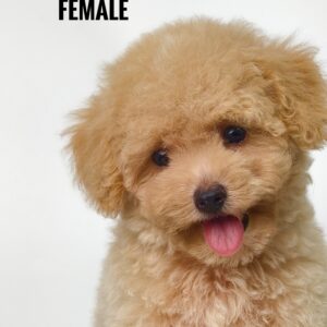 Maltipoo puppies for sale in malaysia