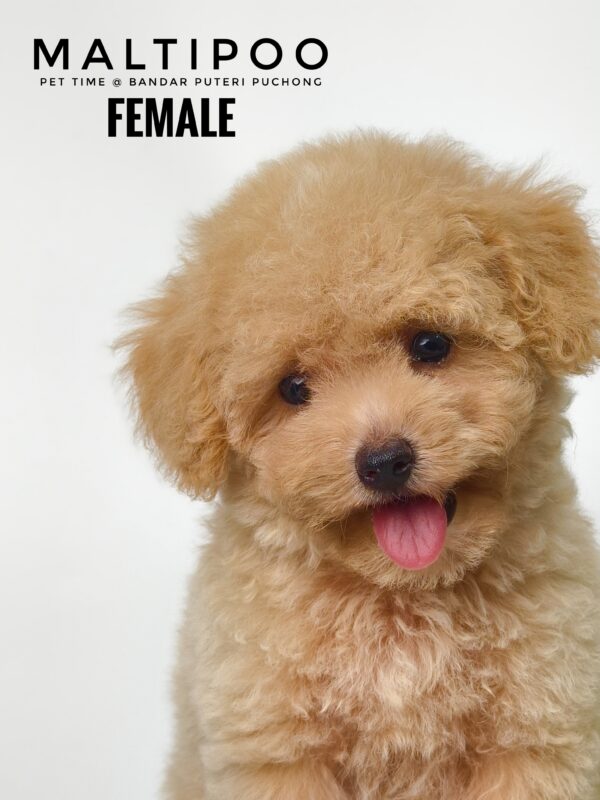 Maltipoo puppies for sale in malaysia