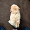 Maltipoo puppies for sale in malaysia