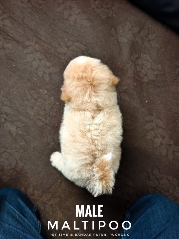 Maltipoo puppies for sale in malaysia