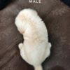 Golden Retriever puppies for sale in malaysia
