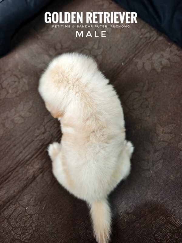 Golden Retriever puppies for sale in malaysia