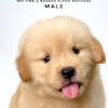 Golden Retriever puppies for sale in malaysia