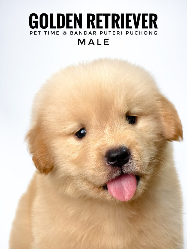 Golden Retriever puppies for sale in malaysia
