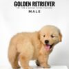 Golden Retriever puppies for sale in malaysia
