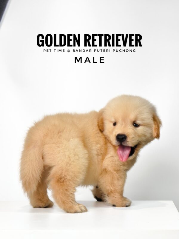 Golden Retriever puppies for sale in malaysia