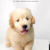 Golden Retriever puppies for sale in malaysia