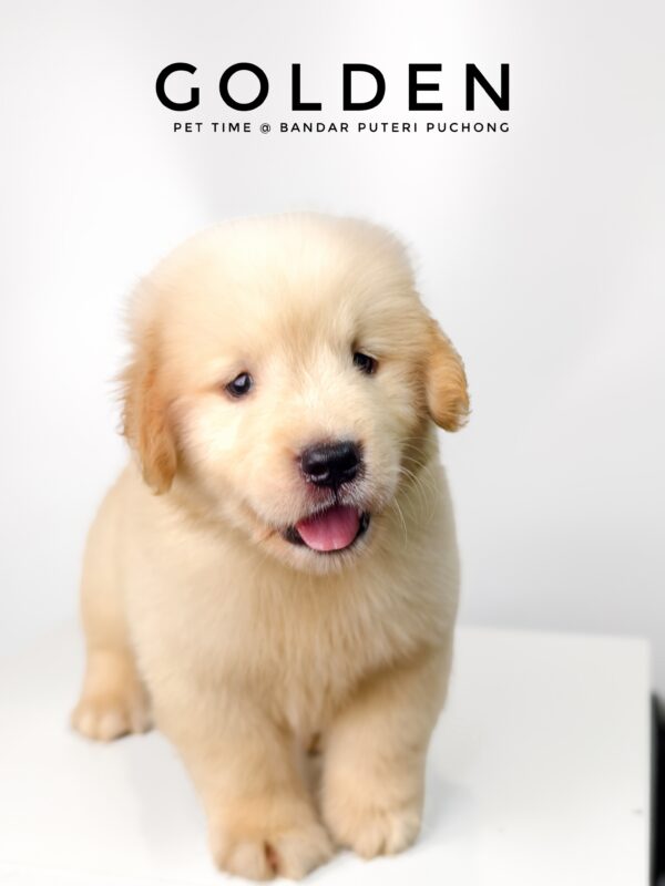Golden Retriever puppies for sale in malaysia
