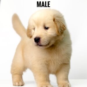 Golden Retriever puppies for sale in malaysia