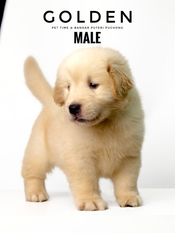 Golden Retriever puppies for sale in malaysia