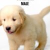 Golden Retriever puppies for sale in malaysia