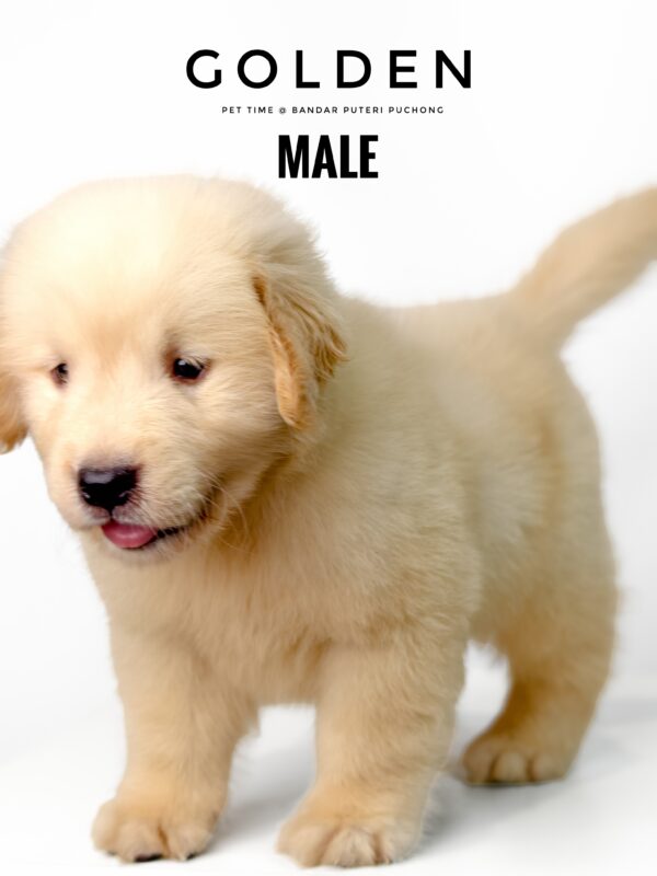 Golden Retriever puppies for sale in malaysia