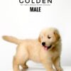 Golden Retriever puppies for sale in malaysia