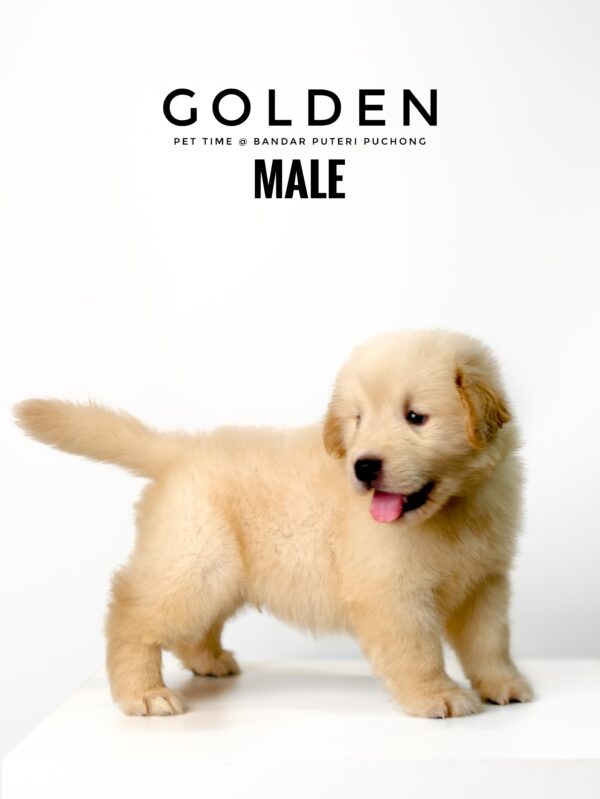 Golden Retriever puppies for sale in malaysia