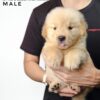 Golden Retriever puppies for sale in malaysia