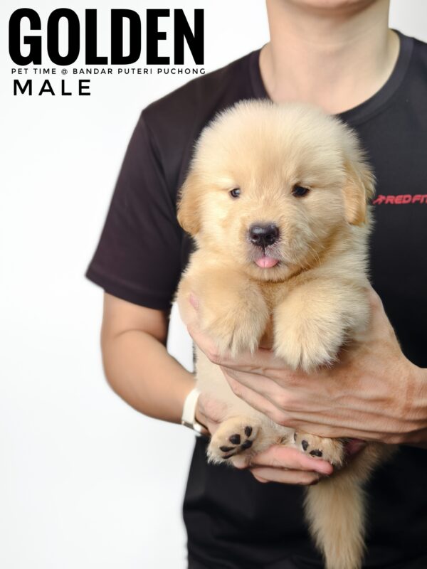 Golden Retriever puppies for sale in malaysia