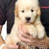 Golden Retriever puppies for sale in malaysia