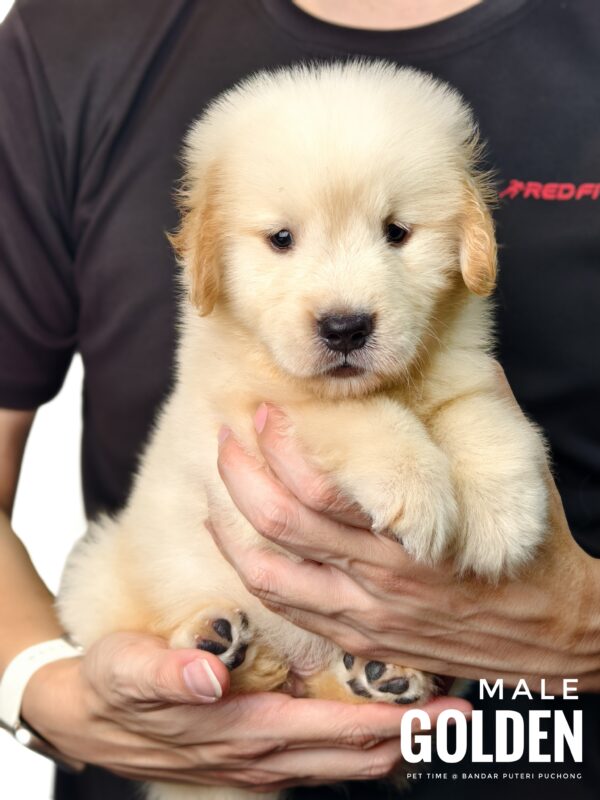 Golden Retriever puppies for sale in malaysia