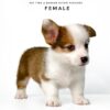 Corgi puppies for sale in malaysia