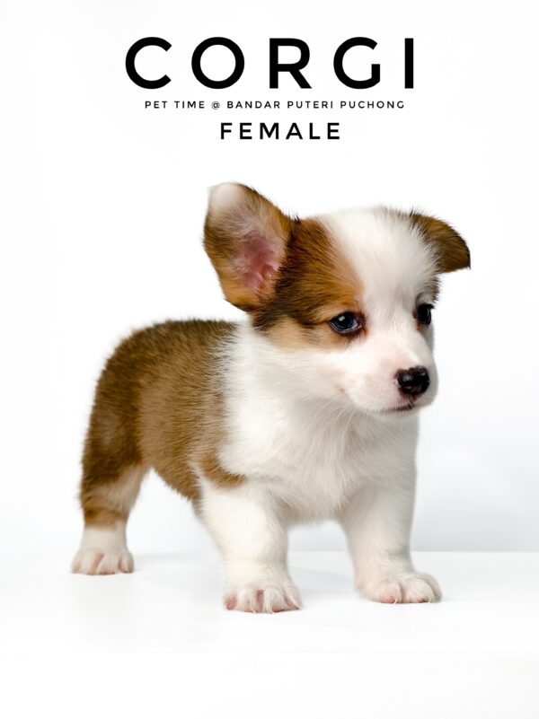 Corgi puppies for sale in malaysia