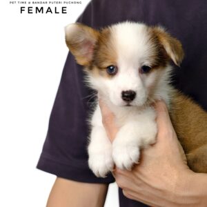 Corgi puppies for sale in malaysia