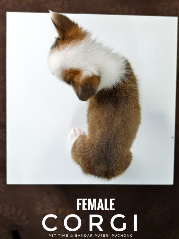 Corgi puppies for sale in malaysia