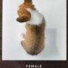 Corgi puppies for sale in malaysia