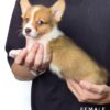 Corgi puppies for sale in malaysia