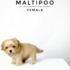 Maltipoo puppies for sale in malaysia