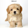 Maltipoo puppies for sale in malaysia