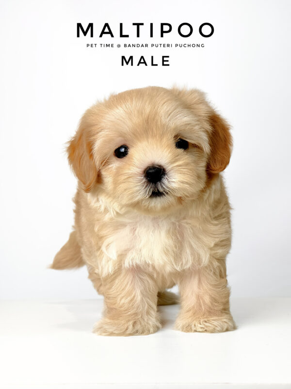 Maltipoo puppies for sale in malaysia