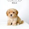 Maltipoo puppies for sale in malaysia