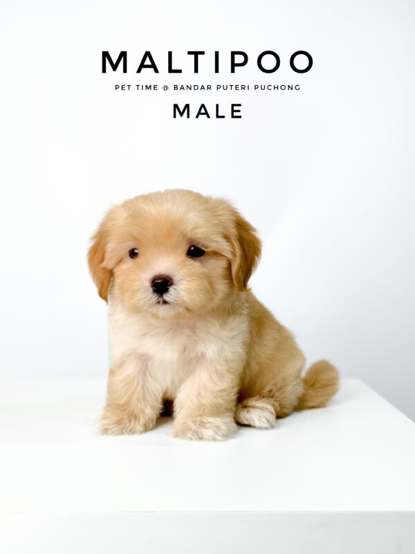 Maltipoo puppies for sale in malaysia