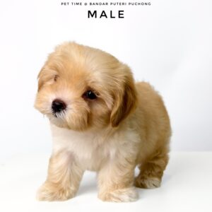 Maltipoo puppies for sale in malaysia